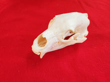 Load image into Gallery viewer, Large Black Bear Skull - BBS1012
