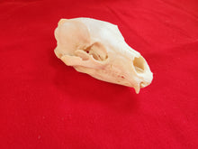 Load image into Gallery viewer, Large Black Bear Skull - BBS1012
