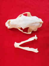 Load image into Gallery viewer, Large Black Bear Skull - BBS1012
