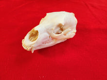 Load image into Gallery viewer, Large Black Bear Skull - BBS1013
