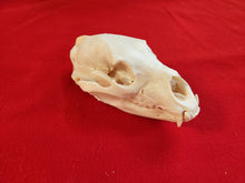 Load image into Gallery viewer, Large Black Bear Skull - BBS1013
