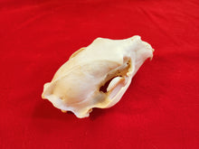 Load image into Gallery viewer, Large Black Bear Skull - BBS1013
