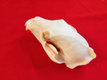 Load image into Gallery viewer, Large Black Bear Skull - BBS1013
