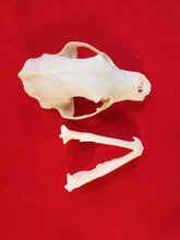 Load image into Gallery viewer, Large Black Bear Skull - BBS1013
