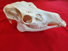 Load image into Gallery viewer, Cow Elk Skull - CES1001
