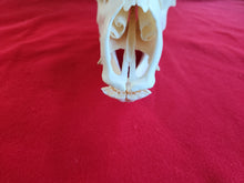 Load image into Gallery viewer, Cow Elk Skull - CES1001
