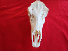 Load image into Gallery viewer, Cow Elk Skull - CES1001
