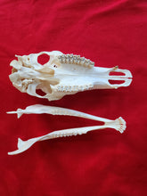 Load image into Gallery viewer, Cow Elk Skull - CES1001
