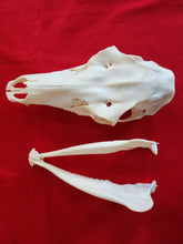 Load image into Gallery viewer, Cow Elk Skull - CES1001
