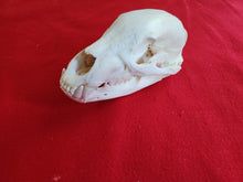 Load image into Gallery viewer, XL Black Bear Skull - BBS1007
