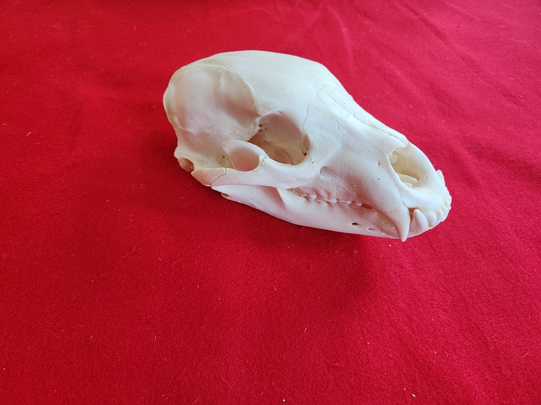 XL Black Bear Skull - BBS1007