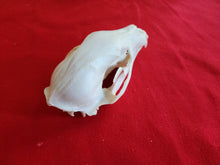 Load image into Gallery viewer, XL Black Bear Skull - BBS1007
