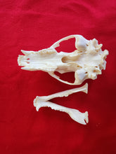 Load image into Gallery viewer, XL Black Bear Skull - BBS1007
