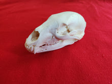 Load image into Gallery viewer, Medium Black Bear Skull - BBS1008
