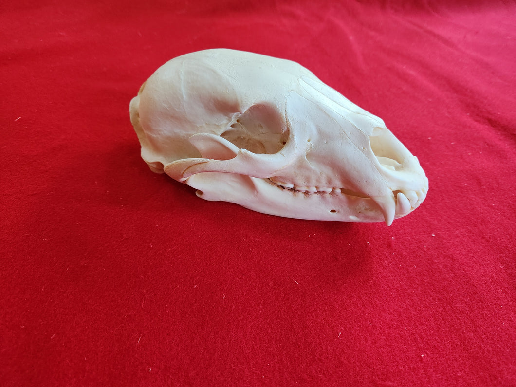 Medium Black Bear Skull - BBS1008