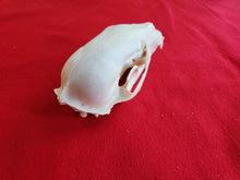 Load image into Gallery viewer, Medium Black Bear Skull - BBS1008
