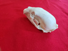 Load image into Gallery viewer, Medium Black Bear Skull - BBS1008
