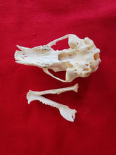 Load image into Gallery viewer, Medium Black Bear Skull - BBS1008
