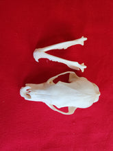 Load image into Gallery viewer, Medium Black Bear Skull - BBS1008
