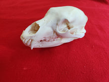 Load image into Gallery viewer, LM Black Bear Skull - BBS1010
