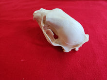 Load image into Gallery viewer, LM Black Bear Skull - BBS1010
