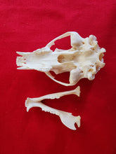 Load image into Gallery viewer, LM Black Bear Skull - BBS1010
