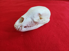 Load image into Gallery viewer, Small Black Bear Skull - BBS1009
