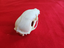 Load image into Gallery viewer, Small Black Bear Skull - BBS1009
