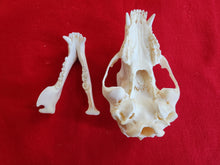 Load image into Gallery viewer, Small Black Bear Skull - BBS1009
