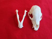 Load image into Gallery viewer, Small Black Bear Skull - BBS1009
