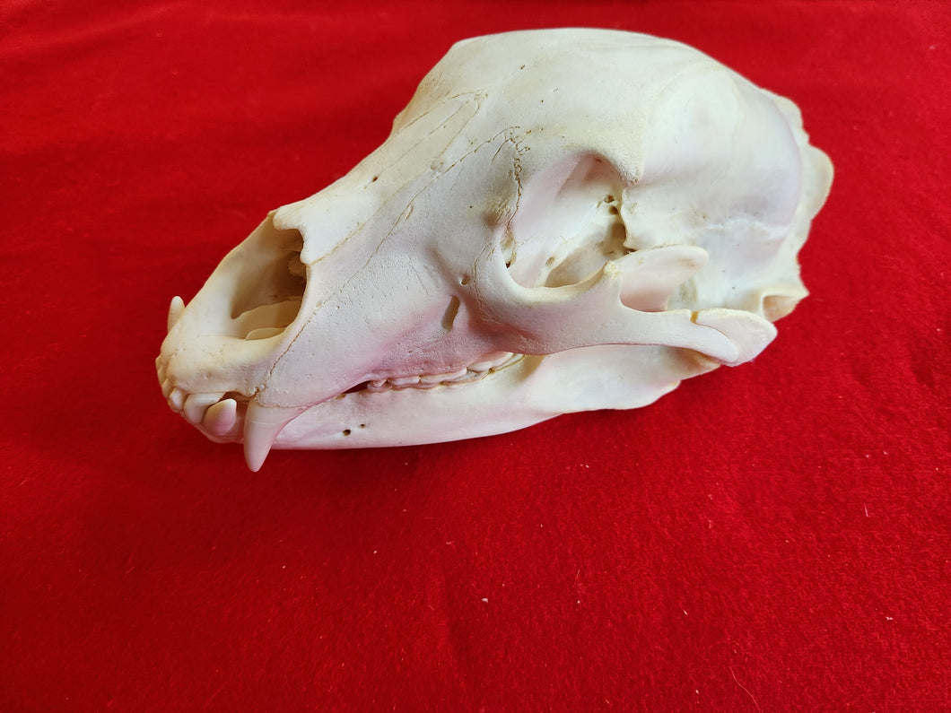 XXL Black Bear Skull - BBS1015