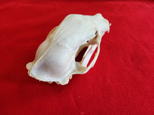 Load image into Gallery viewer, XXL Black Bear Skull - BBS1015
