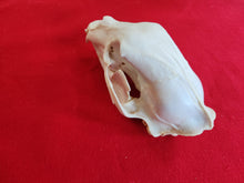 Load image into Gallery viewer, XXL Black Bear Skull - BBS1015
