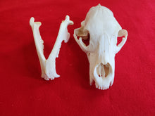 Load image into Gallery viewer, XXL Black Bear Skull - BBS1015
