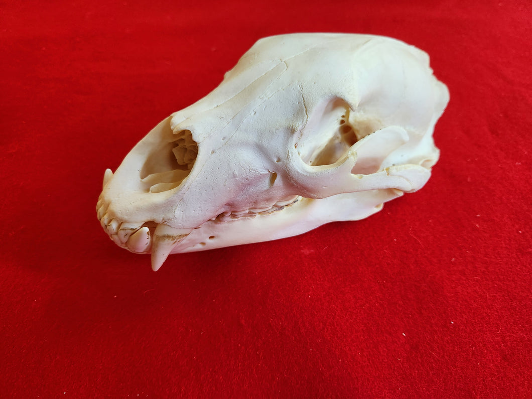 XL Black Bear Skull - BBS1014