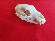 Load image into Gallery viewer, XL Black Bear Skull - BBS1014
