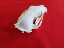 Load image into Gallery viewer, XL Black Bear Skull - BBS1014
