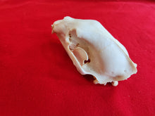 Load image into Gallery viewer, XL Black Bear Skull - BBS1014
