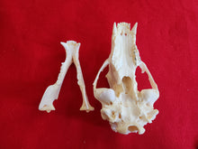 Load image into Gallery viewer, XL Black Bear Skull - BBS1014
