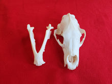 Load image into Gallery viewer, XL Black Bear Skull - BBS1014
