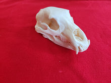 Load image into Gallery viewer, Large Black Bear Skull - BBS1006
