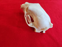 Load image into Gallery viewer, Large Black Bear Skull - BBS1006
