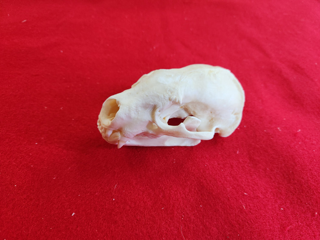 XL Badger Skull - BGS1001