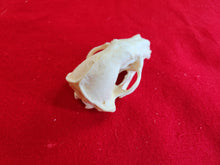 Load image into Gallery viewer, XL Badger Skull - BGS1001
