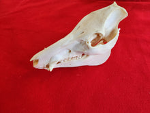 Load image into Gallery viewer, Domestic Pig Skull - DPS1001
