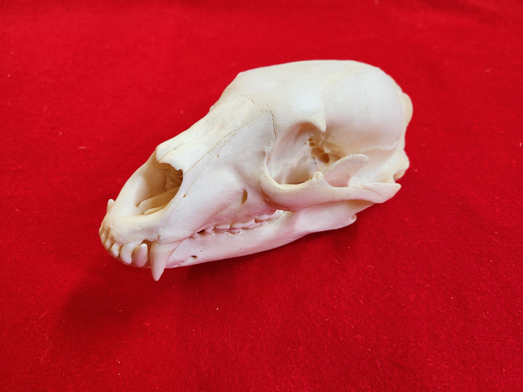 LM Black Bear Skull - BBS1017