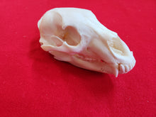 Load image into Gallery viewer, LM Black Bear Skull - BBS1017
