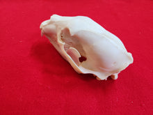 Load image into Gallery viewer, LM Black Bear Skull - BBS1017
