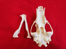 Load image into Gallery viewer, LM Black Bear Skull - BBS1017
