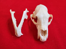 Load image into Gallery viewer, LM Black Bear Skull - BBS1017
